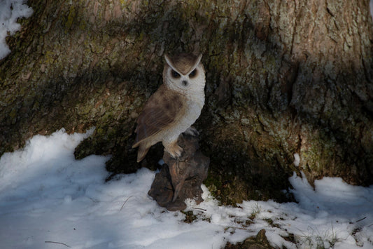 Hibou sur le tronc L