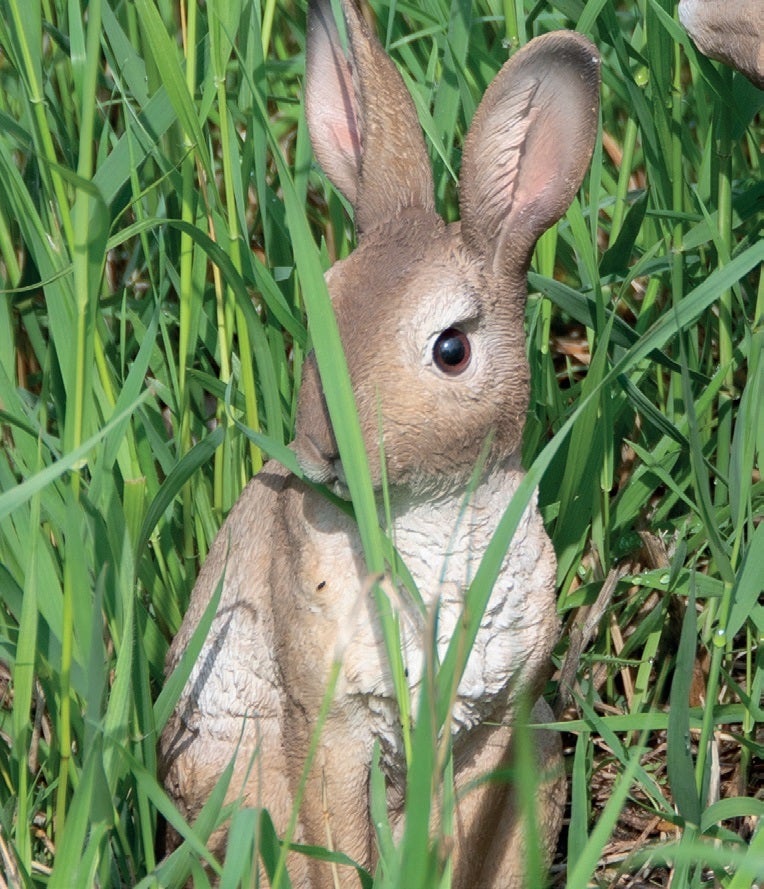 Sitting Hare