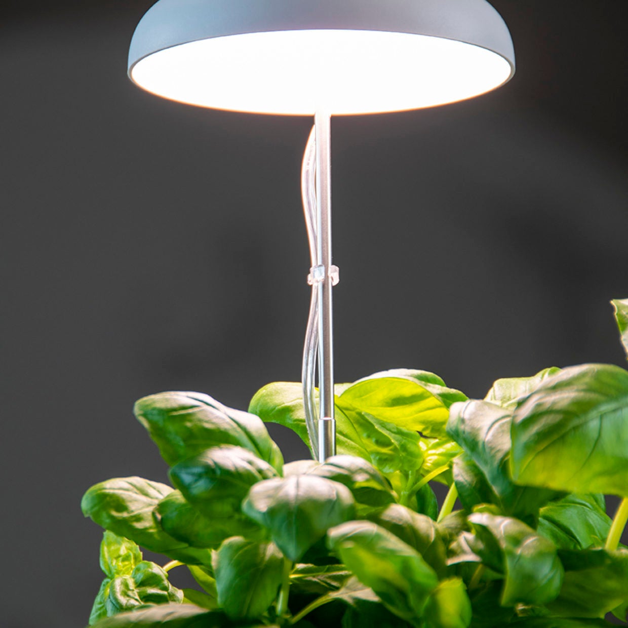 Lampe de culture de plantes blanche