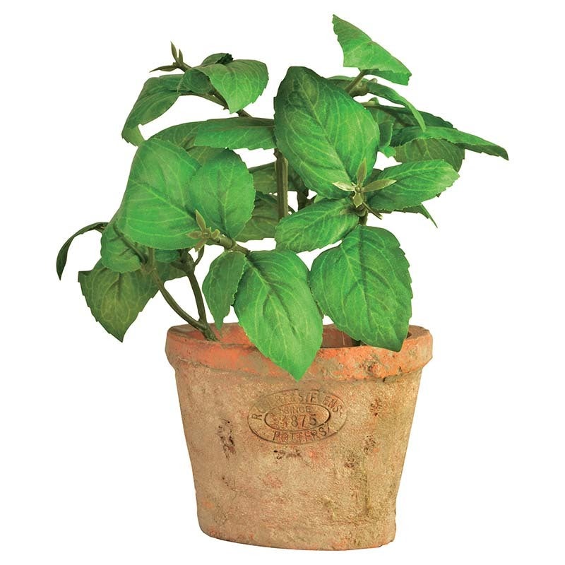 Basilic dans Au Pot S