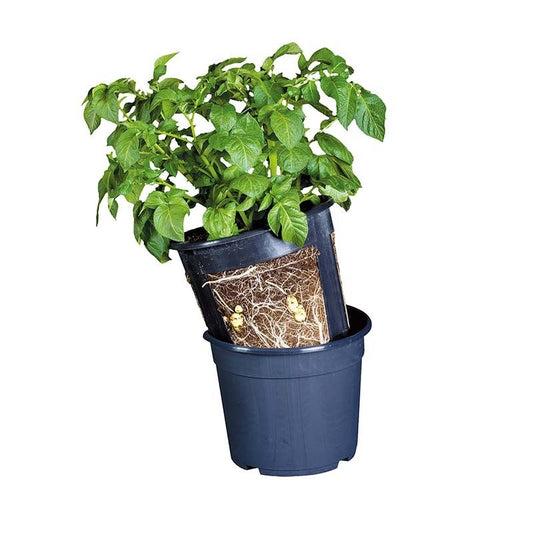 Potato Pot