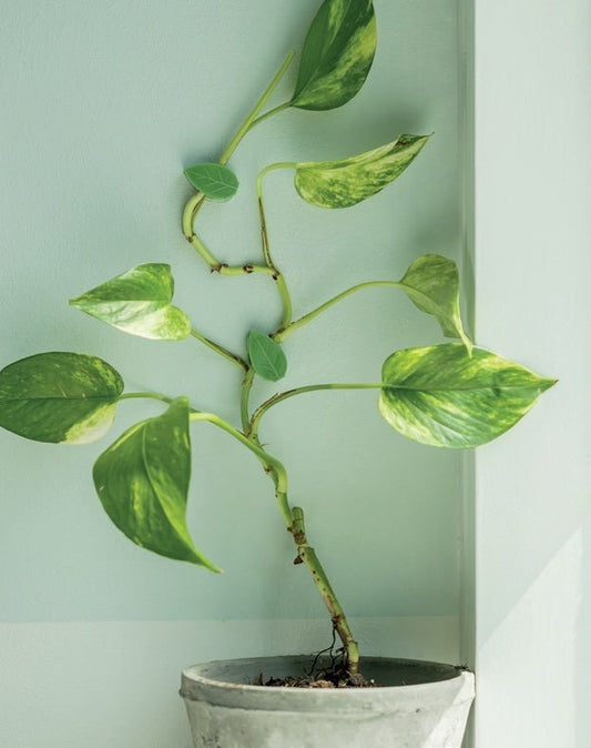 Leaf Plant Clip Set Of 10