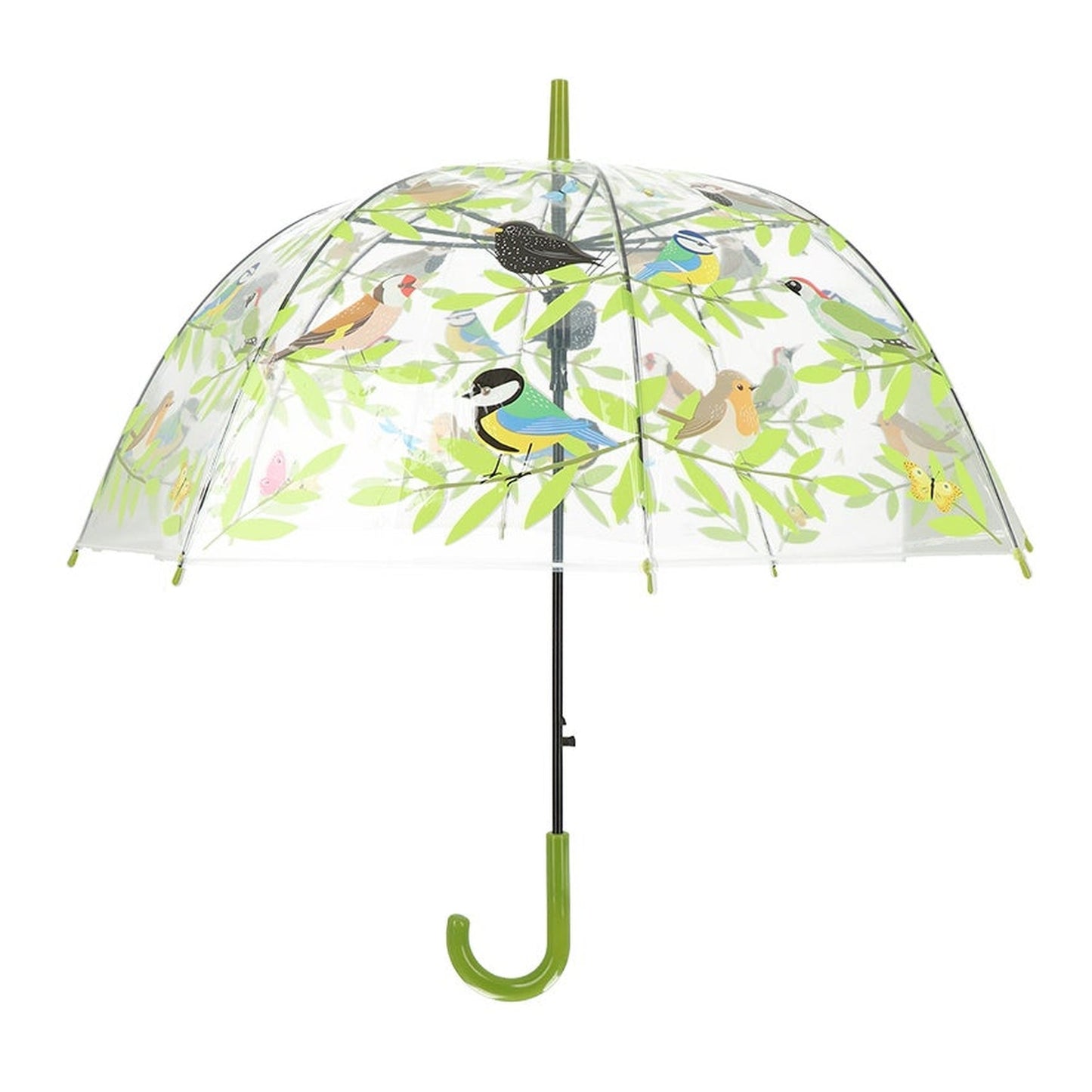 Races d'oiseaux parapluie