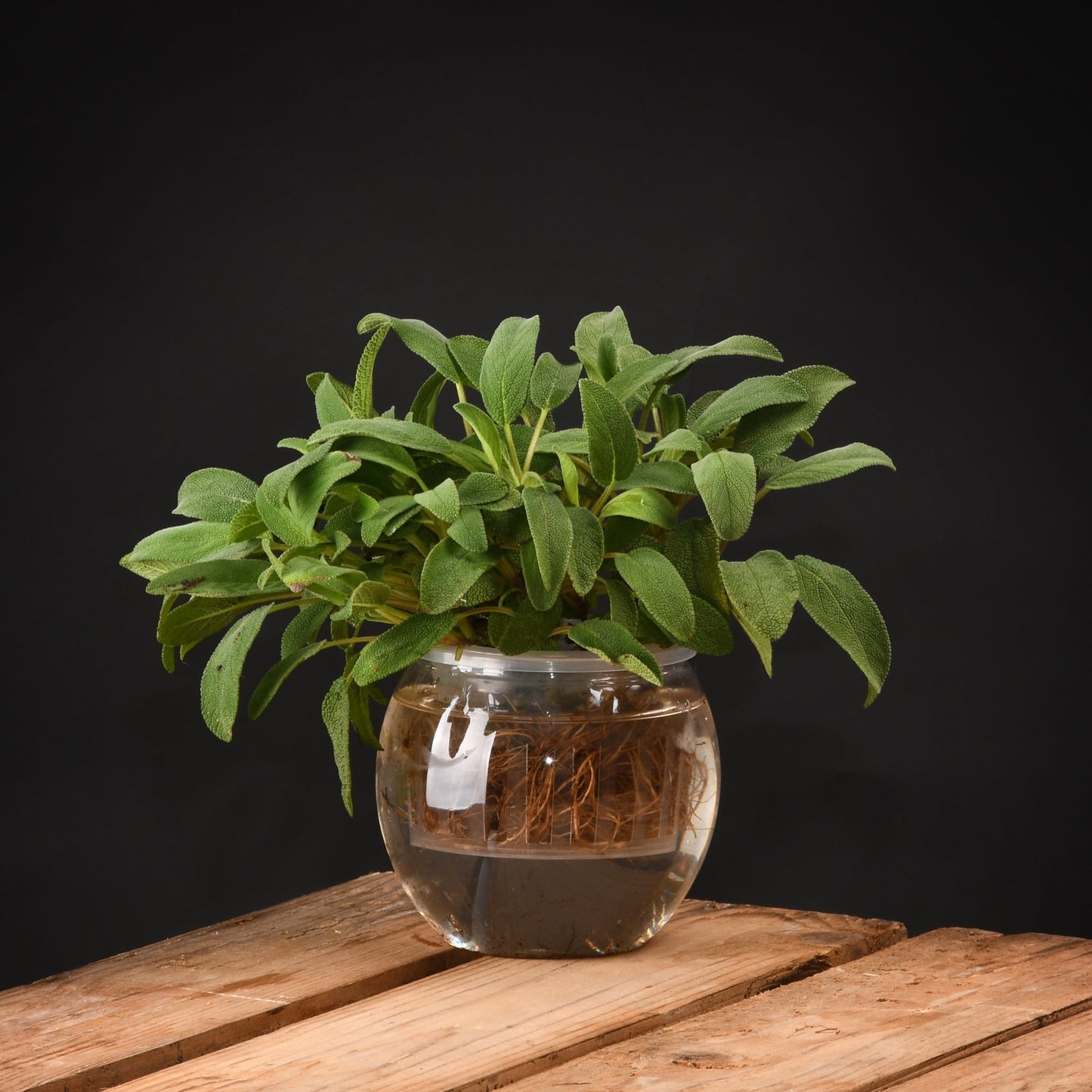 Pot de fleur hydroponique S