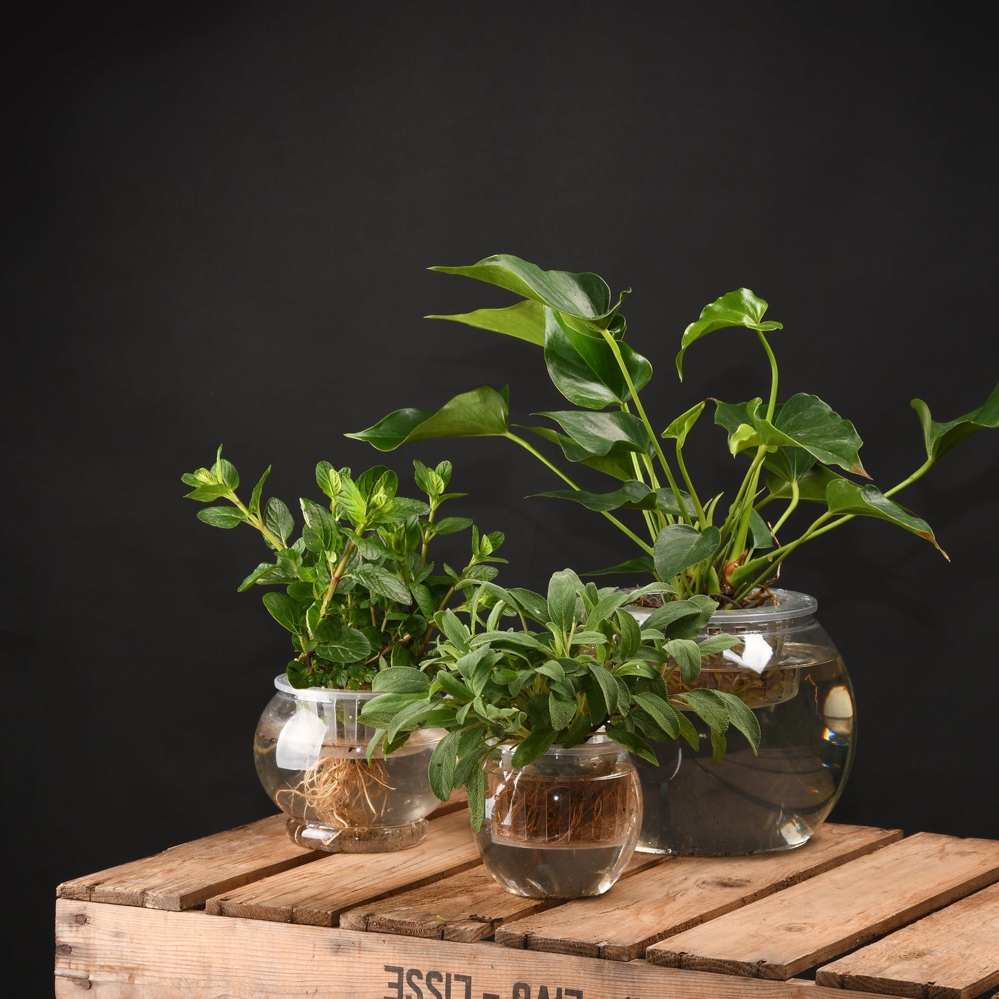Pot de fleur hydroponique S