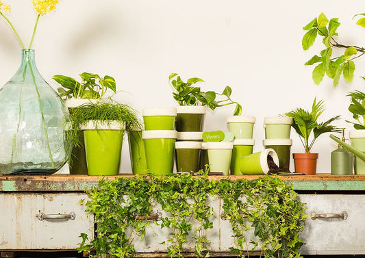 Lot de 6 marqueurs pour plantes Green Shades