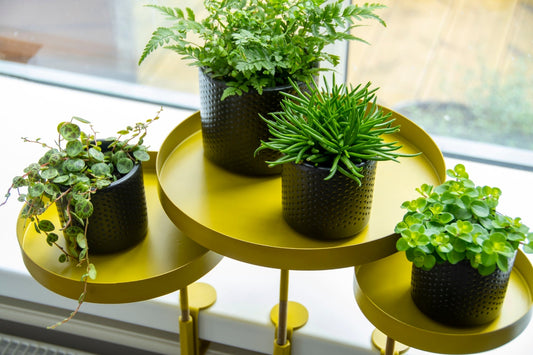 Plateau à Pince Rond Doré L