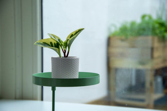 Plateau de serrage rond vert M