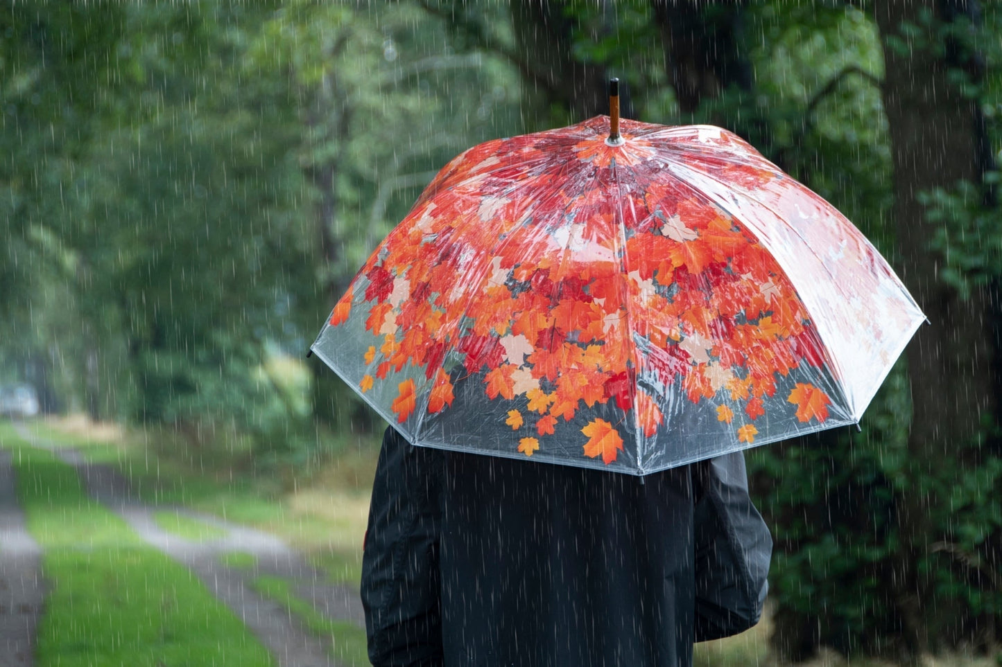 Umbrella Tree Autumn