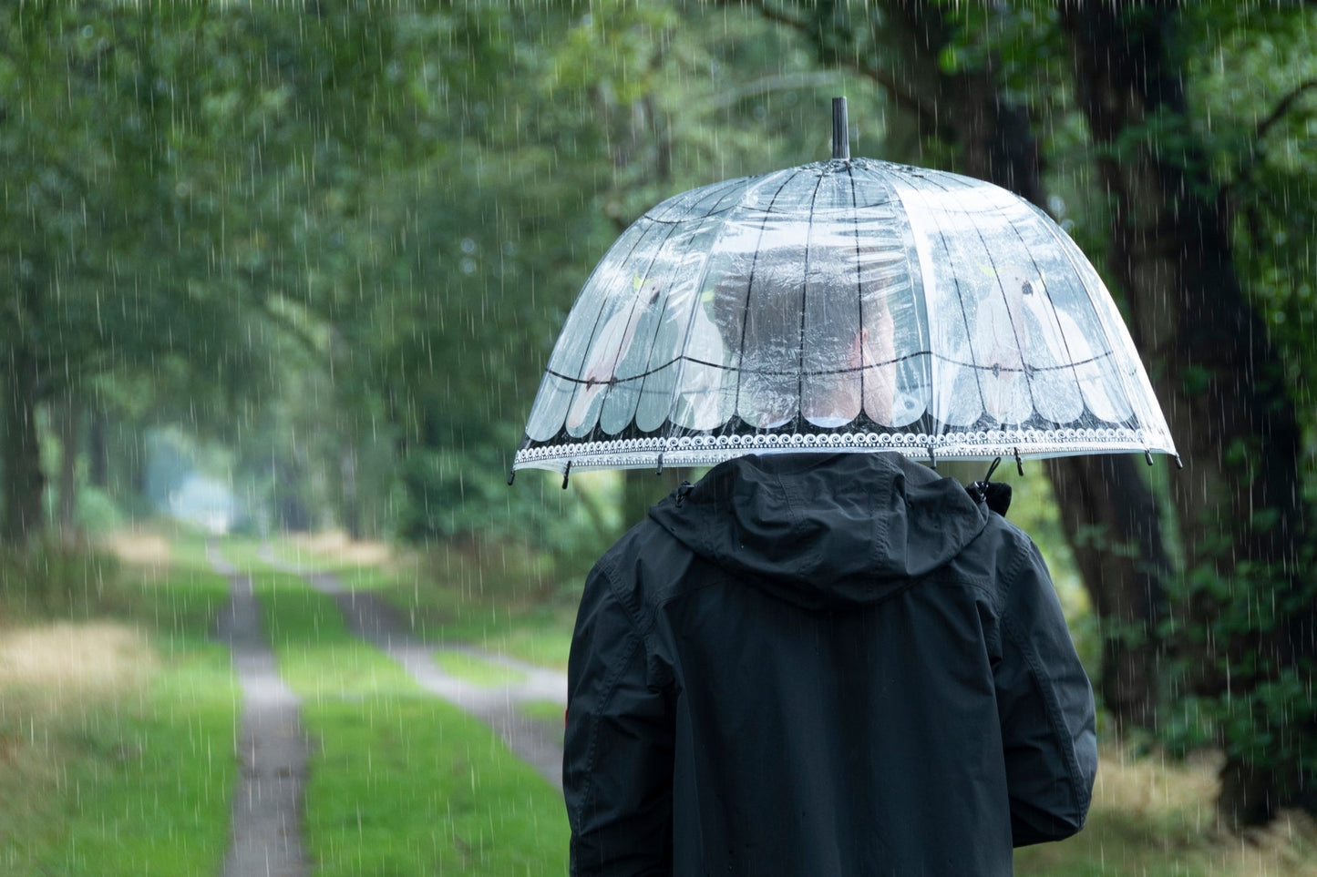 Parapluie Transparent Cage à Oiseaux