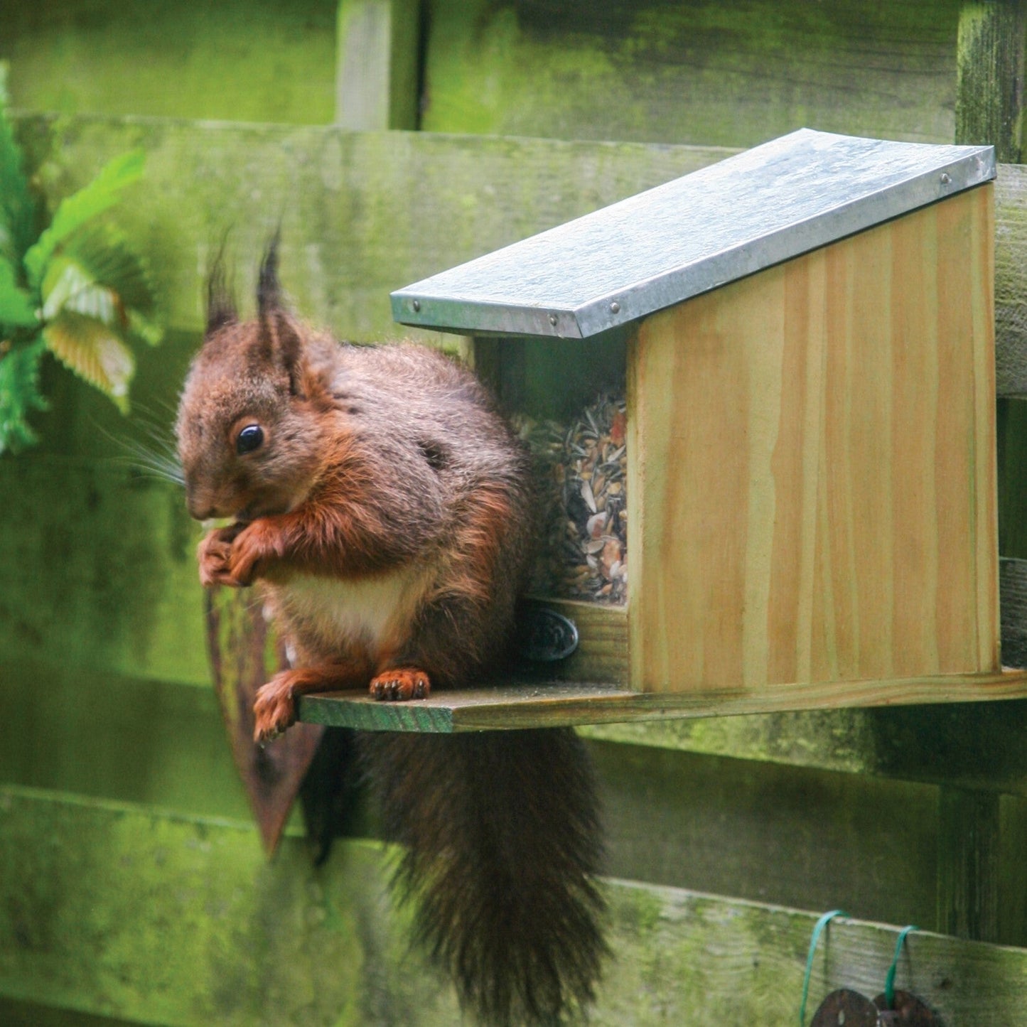 Mangeoire à écureuil