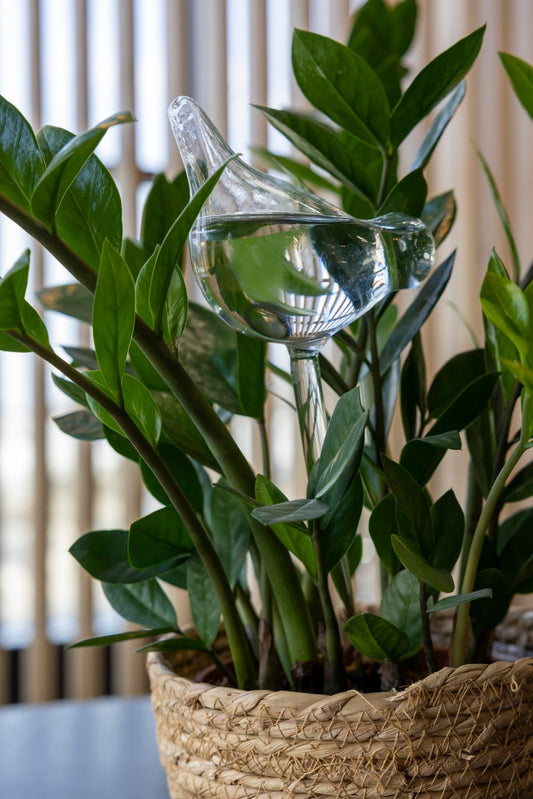 Plante Abreuvoir Oiseau Verre