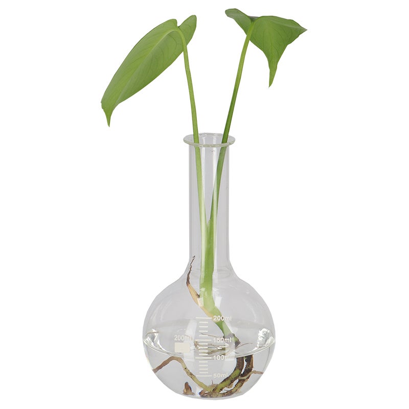 Long Neck Flask S