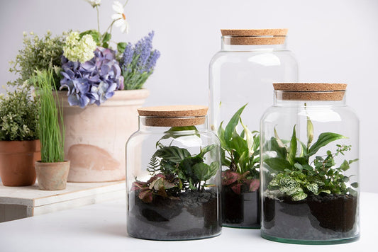 Half Open Terrarium Bottle S