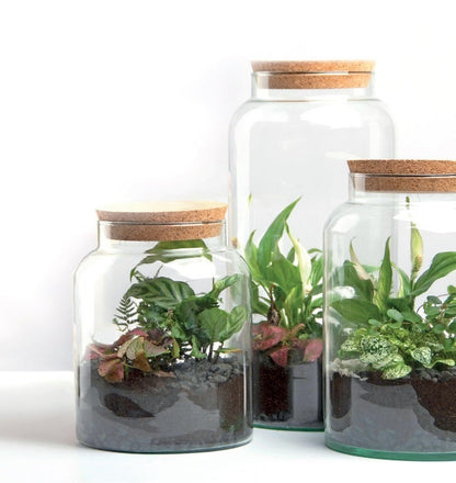 Half Open Terrarium Bottle L