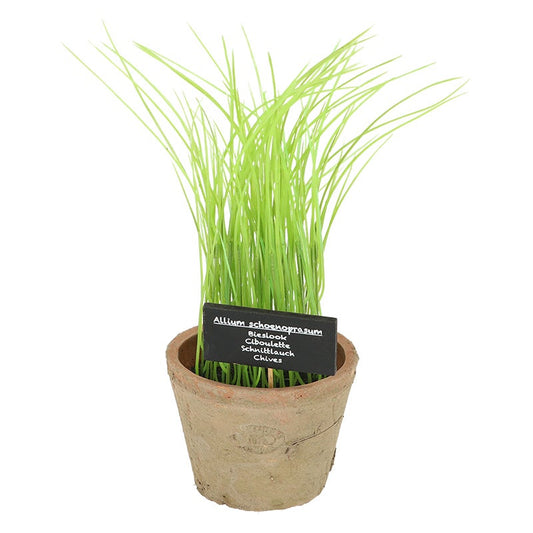 Ciboulette en Pot L