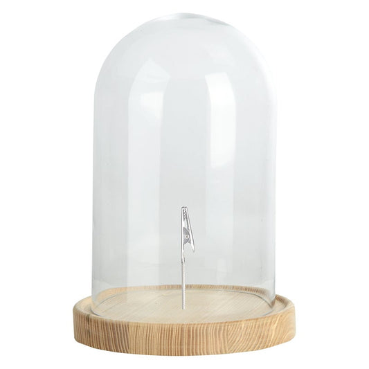 Cloche En Verre Sur Socle En Bois L