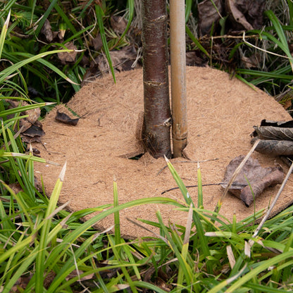 Cocos Frost Protector M