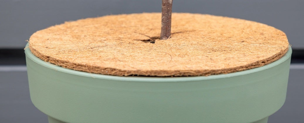 Cocos Frost Protector M