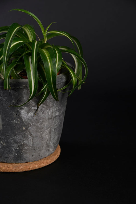 Cork Saucer L