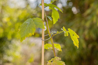 Lot de 40 anneaux pour plantes en métal