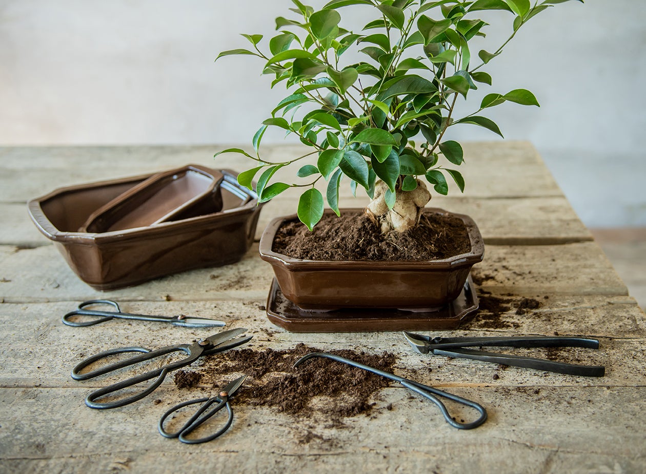 Bonsai Concave Cutter