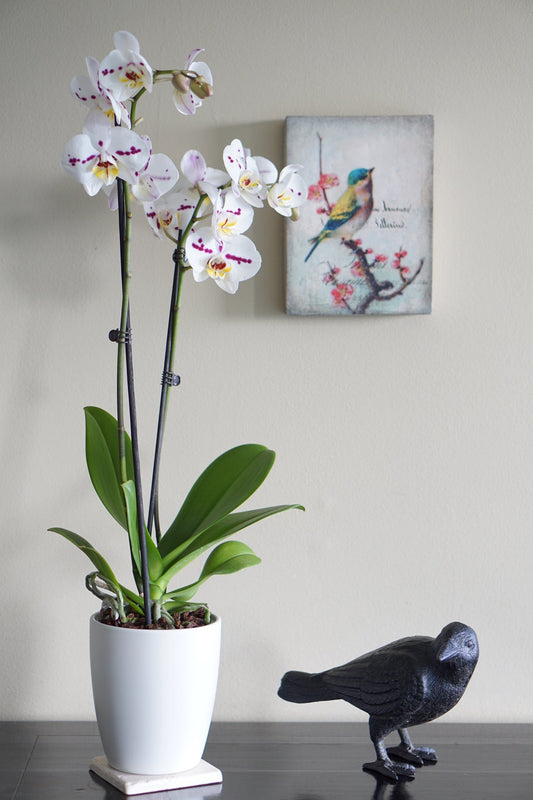 Statue de jardin de corbeau en fonte avec tête à côté, statuette de corbeau noir