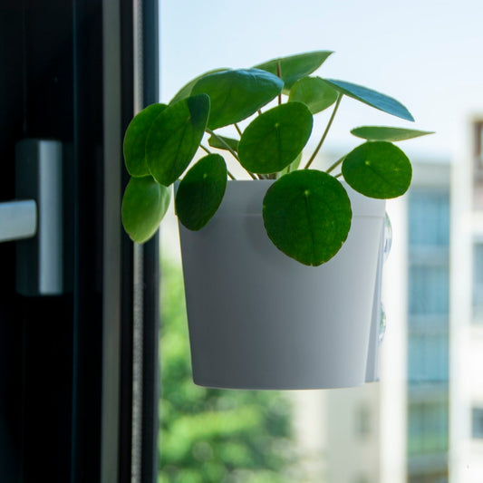 Window Pot L