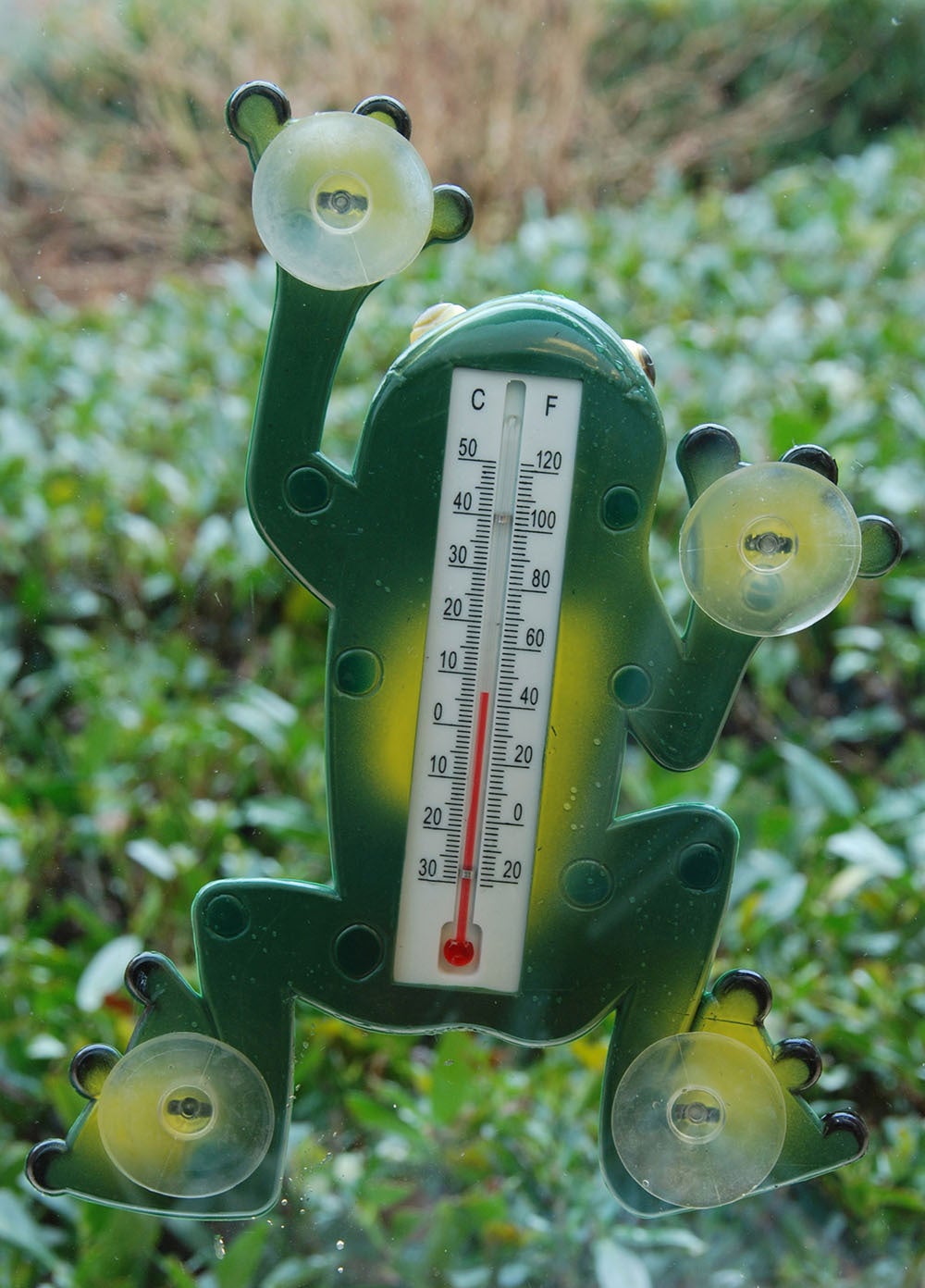 Thermomètre Grenouille