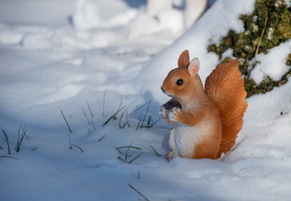 Squirrel Sitting S