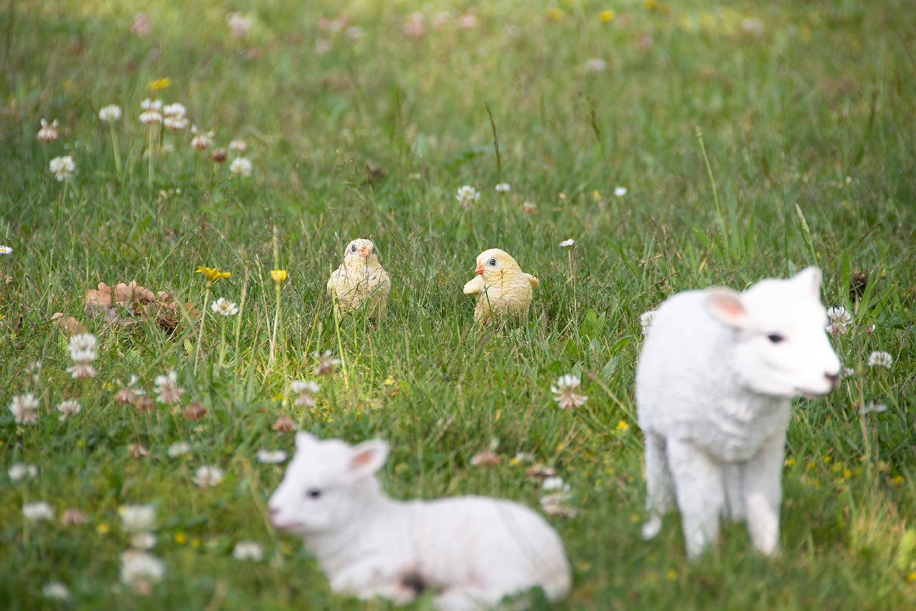 Poussins