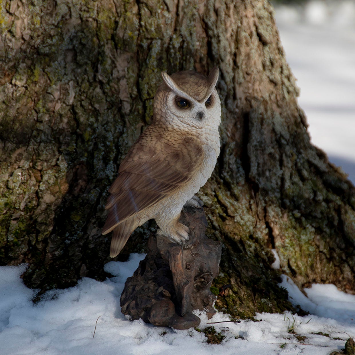 Hibou sur le tronc L