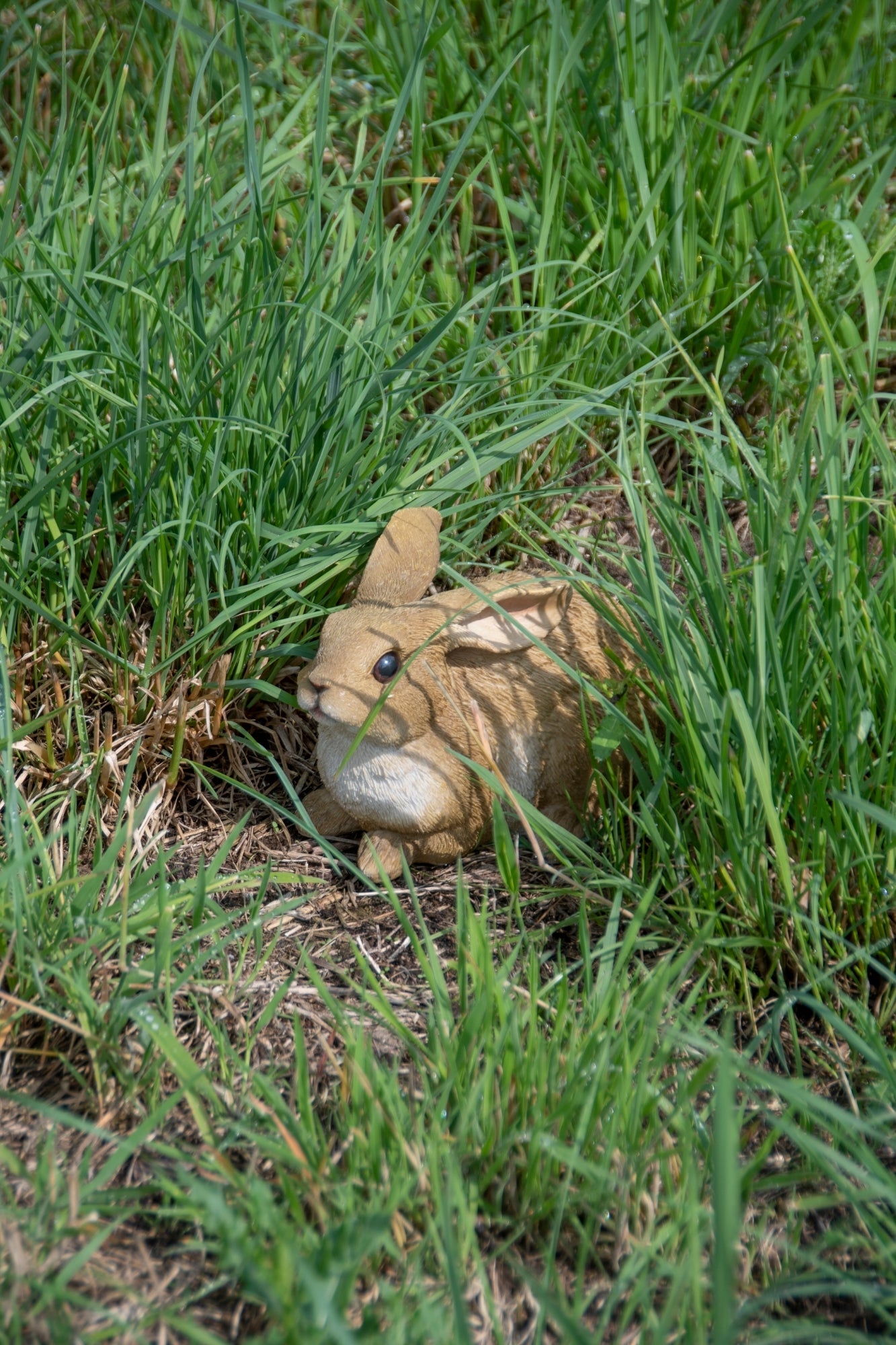 Lapin Couché M