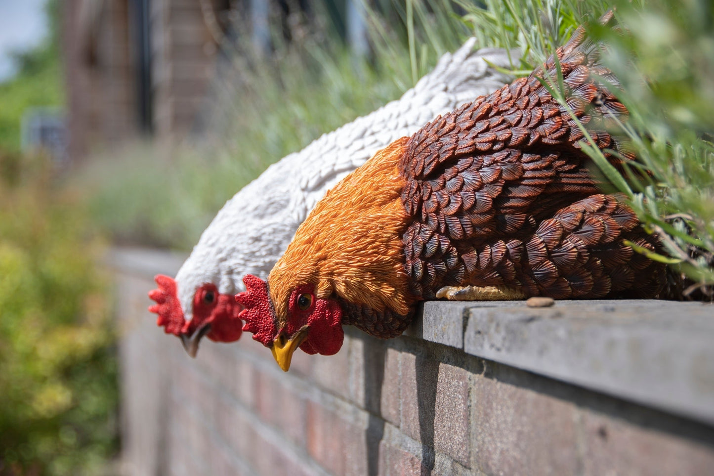 Cul de poulet au rebord de la fenêtre