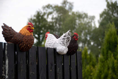 Poulet Clôture Assorti