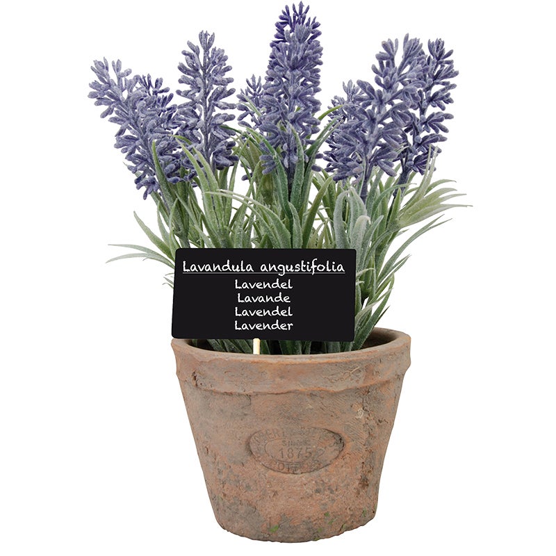 Lavender in At Pot L