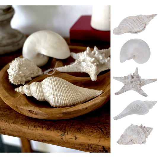 40% Off, Shell And Seastar 4Ass Design, Polystone