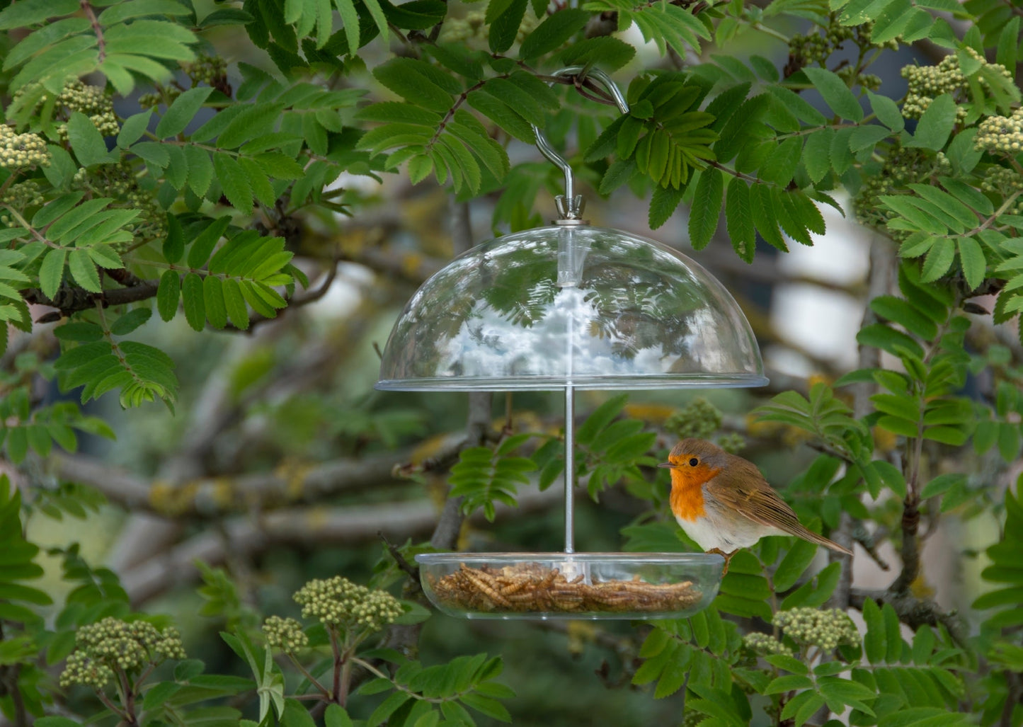 Robin Feeder