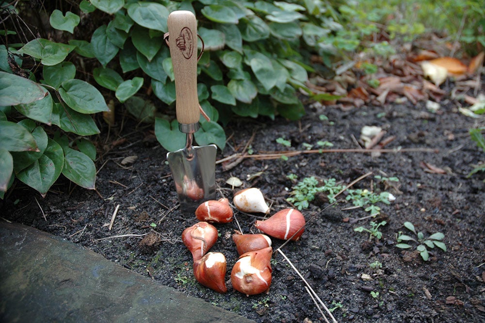 Transplanteur en acier inoxydable