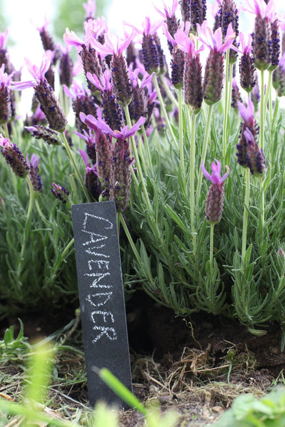 Marqueur de plantes en ardoise