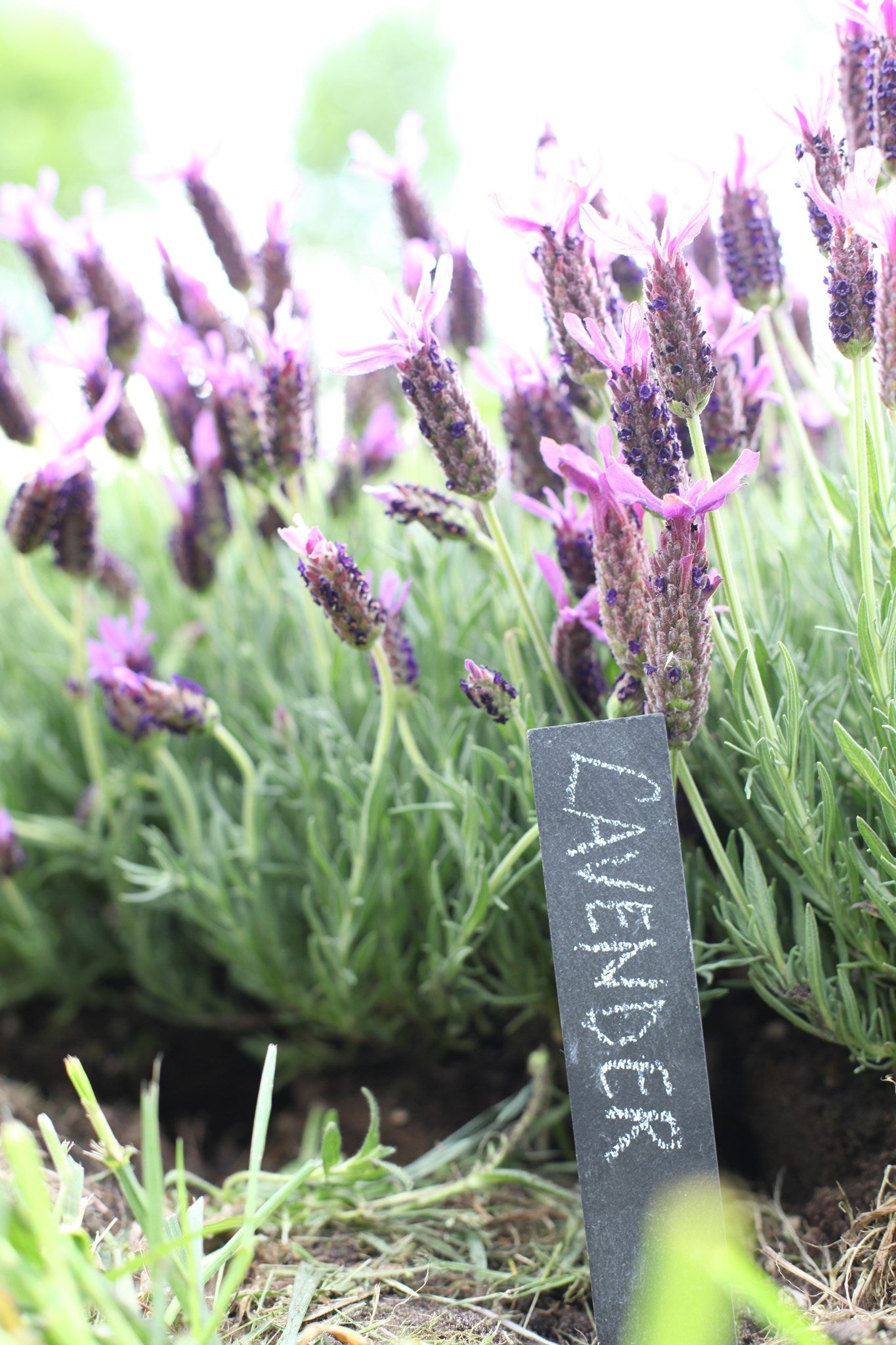 Marqueur de plantes en ardoise