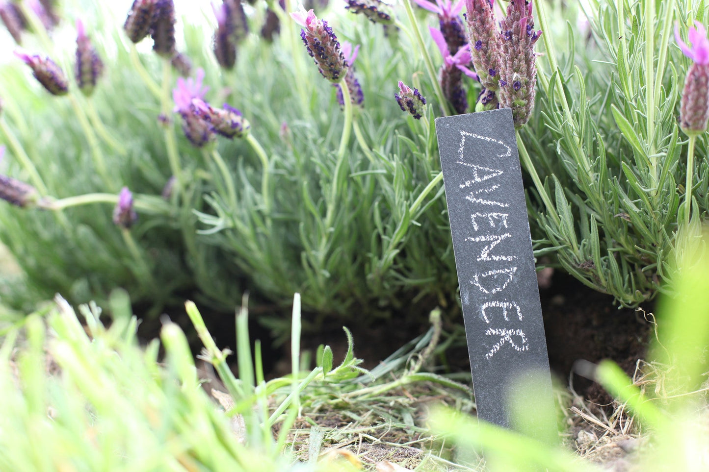 Marqueur de plantes en ardoise