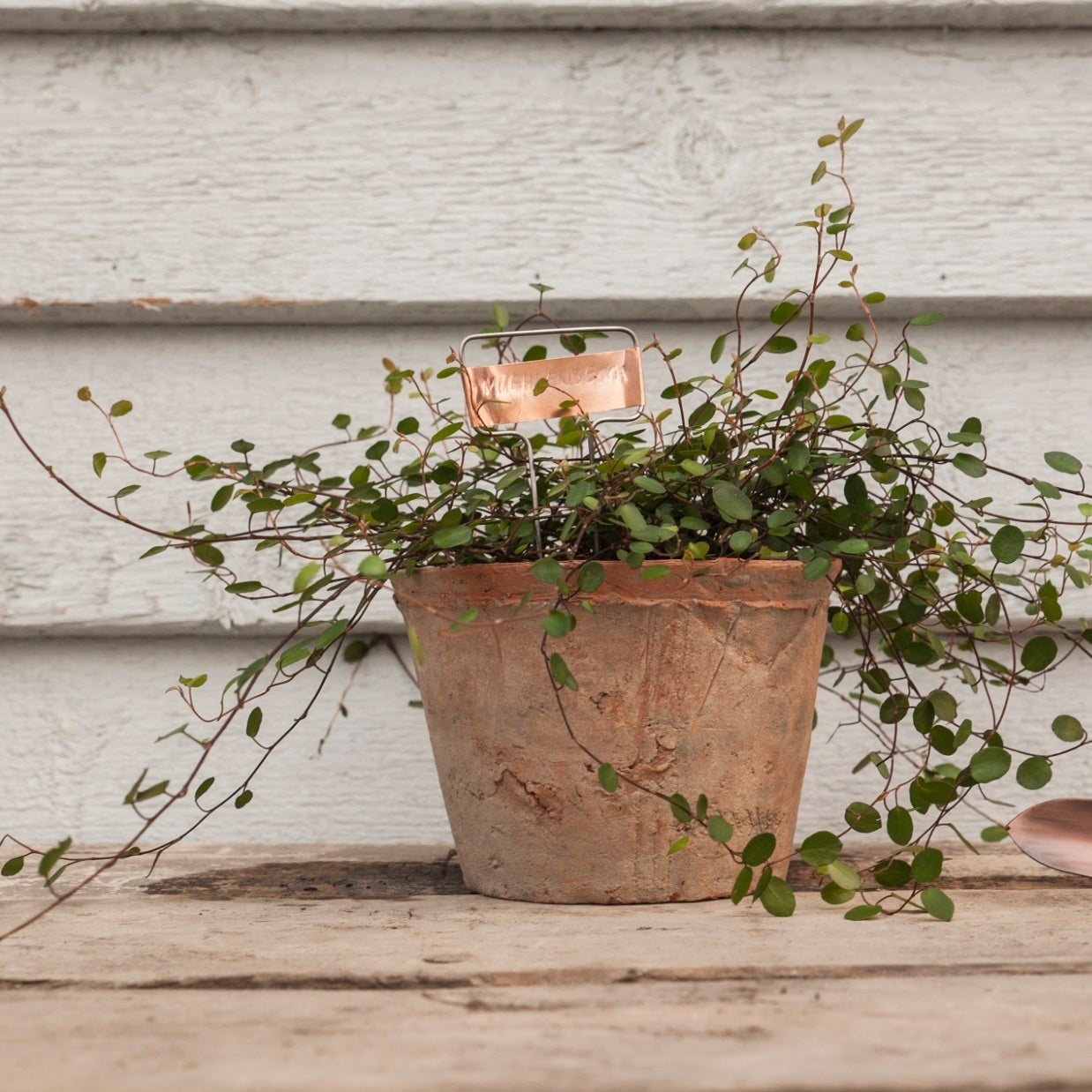 Lot de six étiquettes pour plantes en cuivre