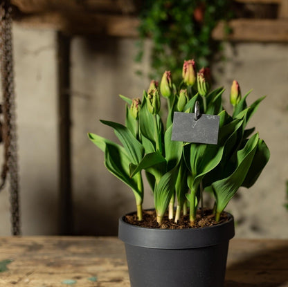 Slate Plant Label Small Various Shapes