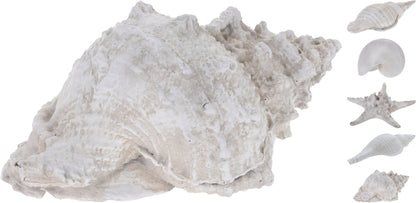 40% Off, Shell And Seastar 4Ass Design, Polystone