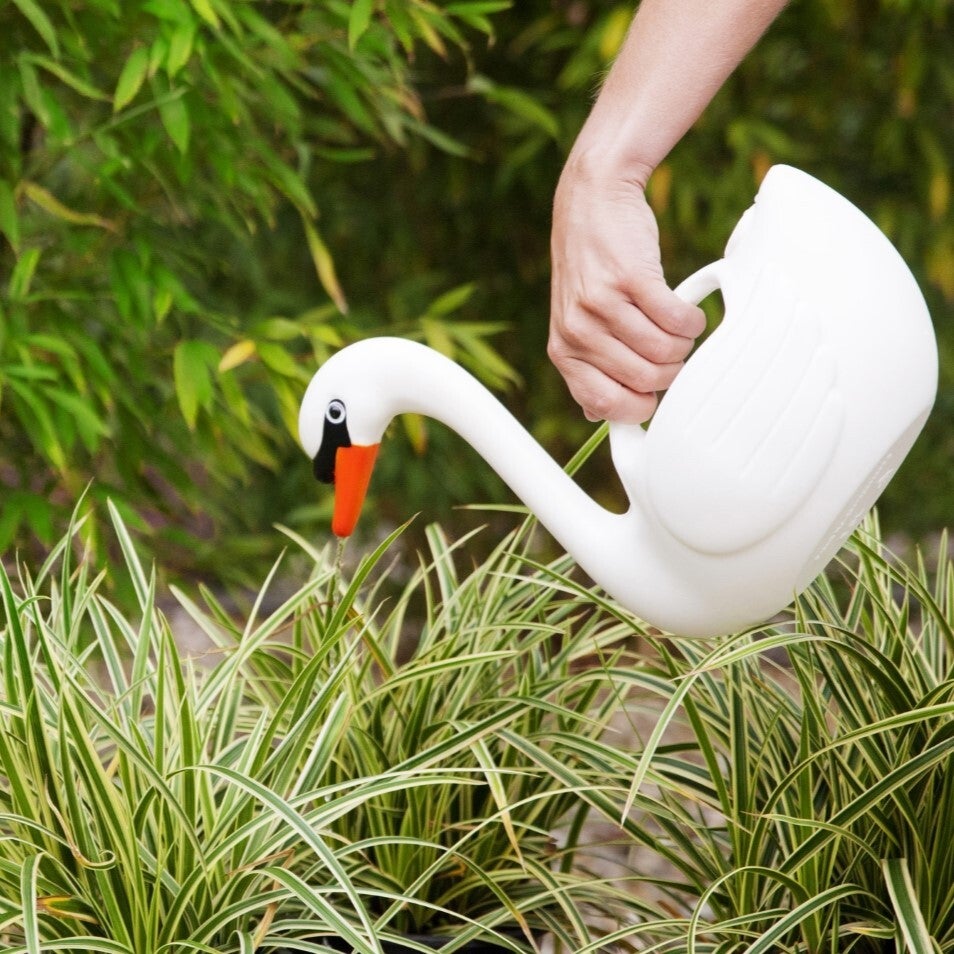 Watering Can Swan