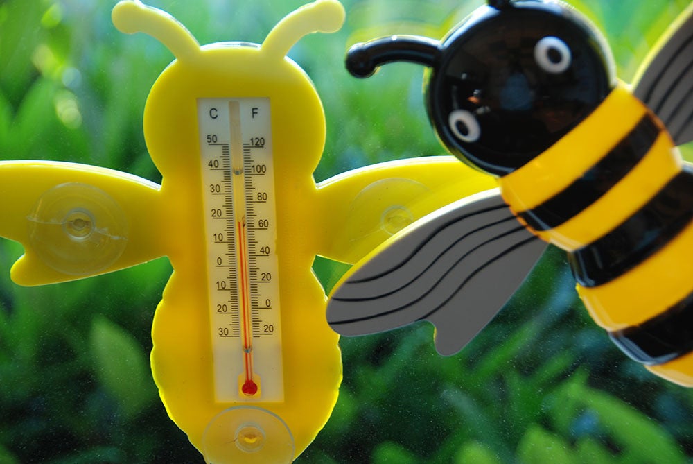 Thermomètre de fenêtre d'abeille