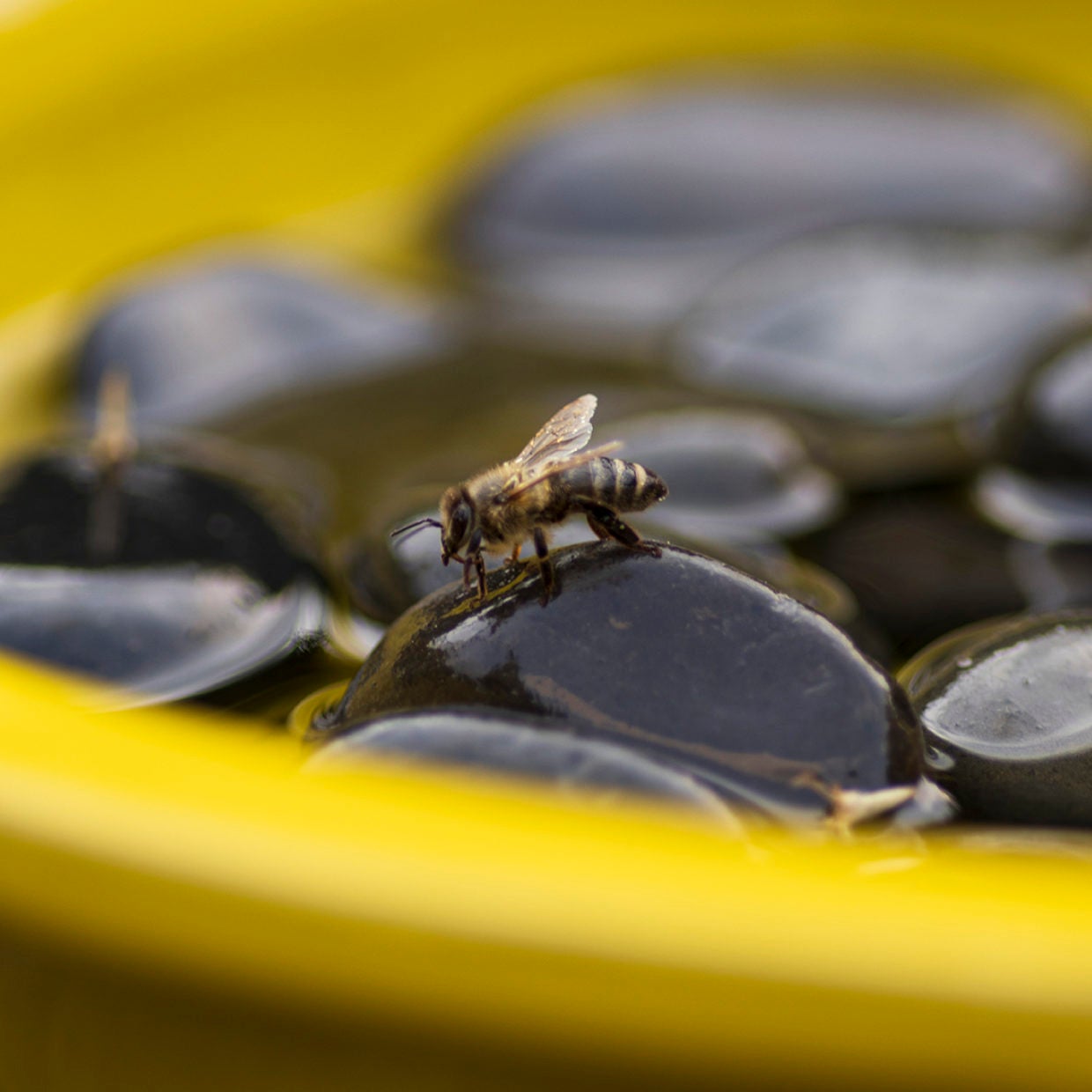 Bee & Butterfly Bath